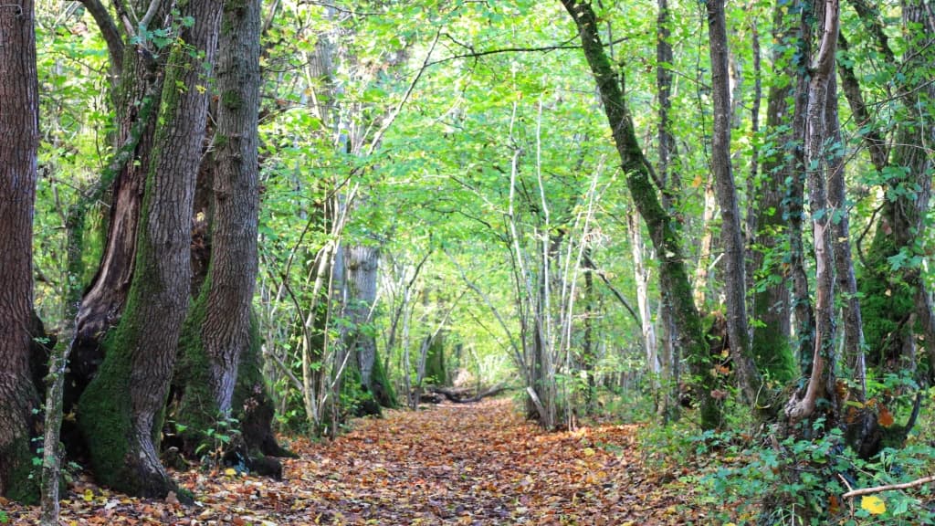 Nutwood House decorative header image