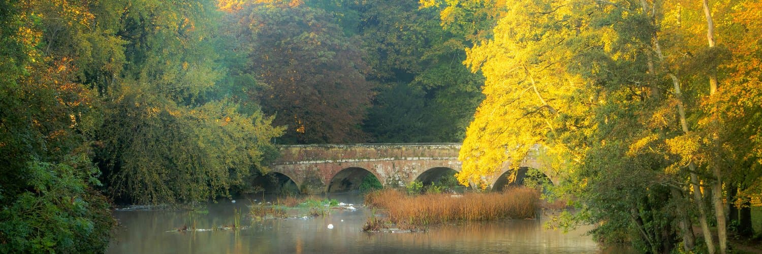 Dorset Council decorative header image